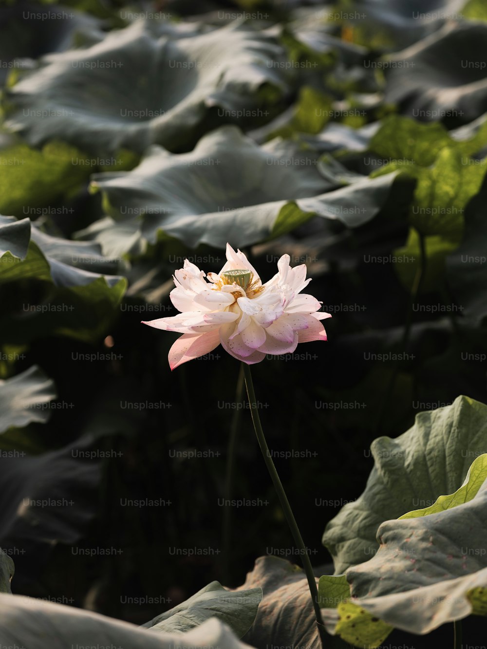 a pink and white flower in a field of green leaves