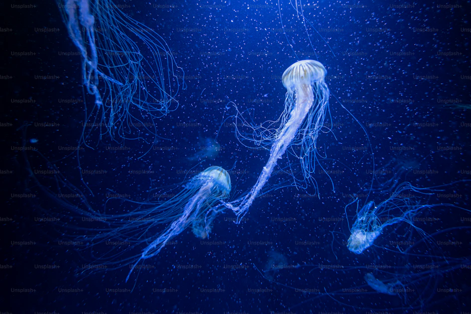 海を泳ぐクラゲの群れの写真 – クラゲ Unsplashの写真