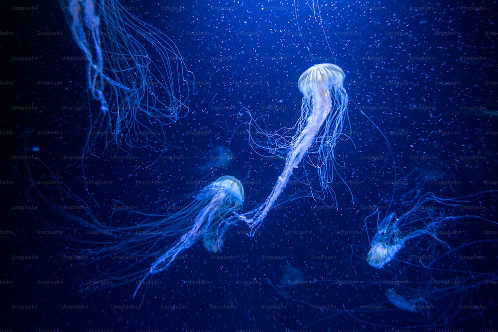 Um grupo de águas-vivas nadando no oceano