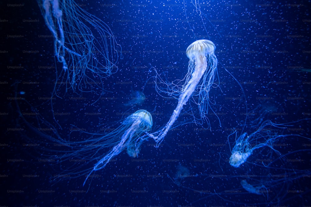 a group of jellyfish swimming in the ocean