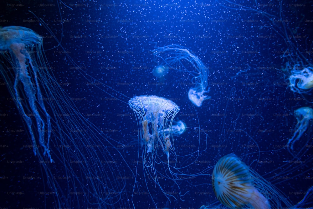 a group of jellyfish swimming in the water