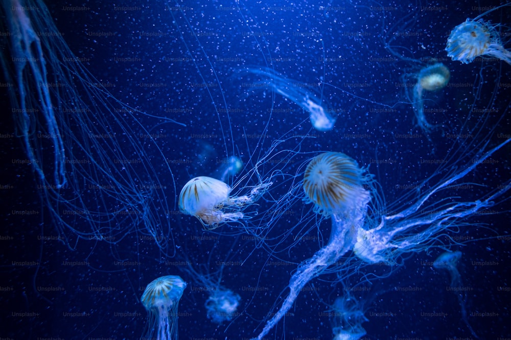 Eine Gruppe von Quallen, die in einem Aquarium schwimmen