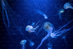 a group of jellyfish swimming in an aquarium