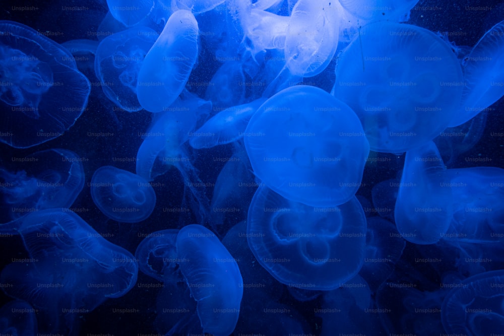 Un gruppo di meduse che nuotano nell'acqua