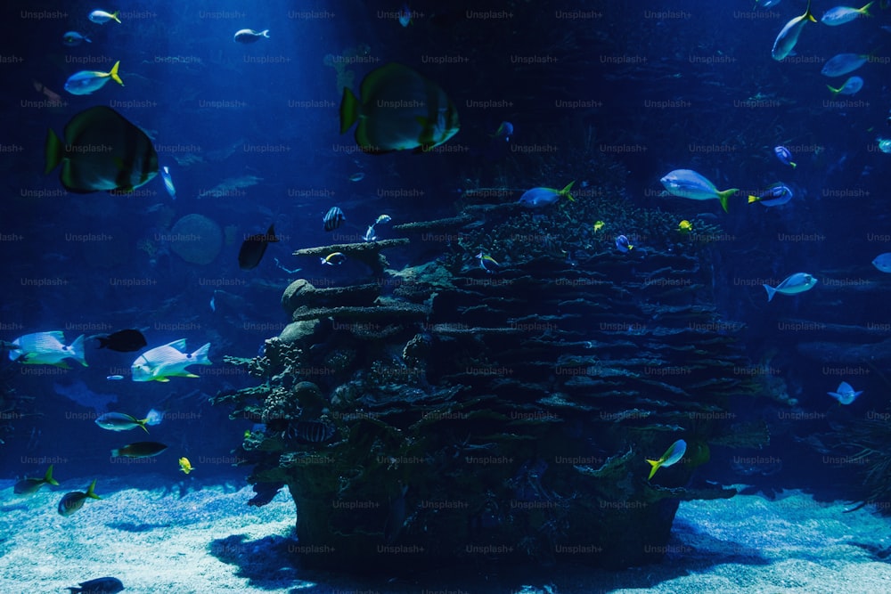 Un grand aquarium rempli de beaucoup de poissons