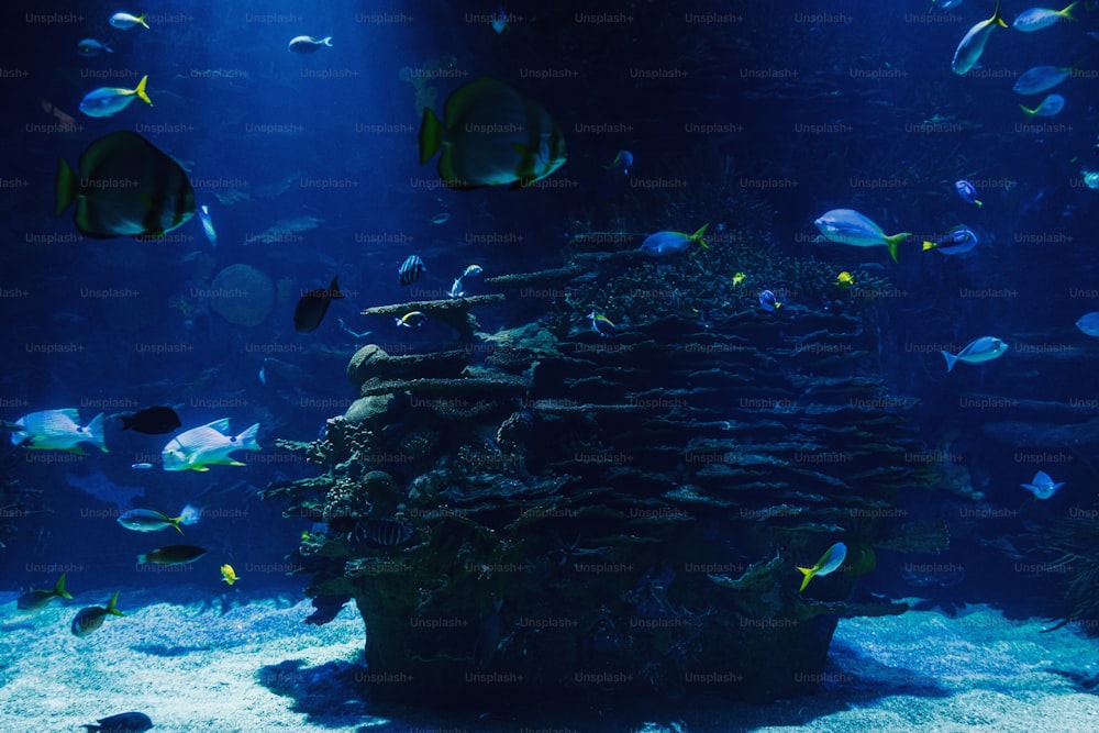 a large aquarium filled with lots of fish