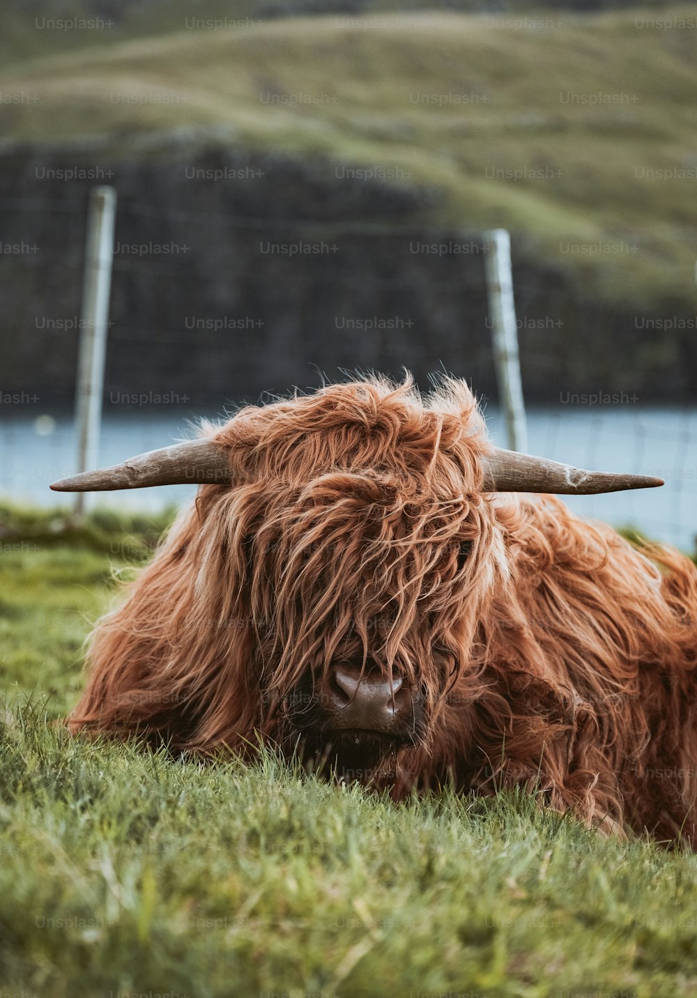 a brown cow with long horns laying in the grass