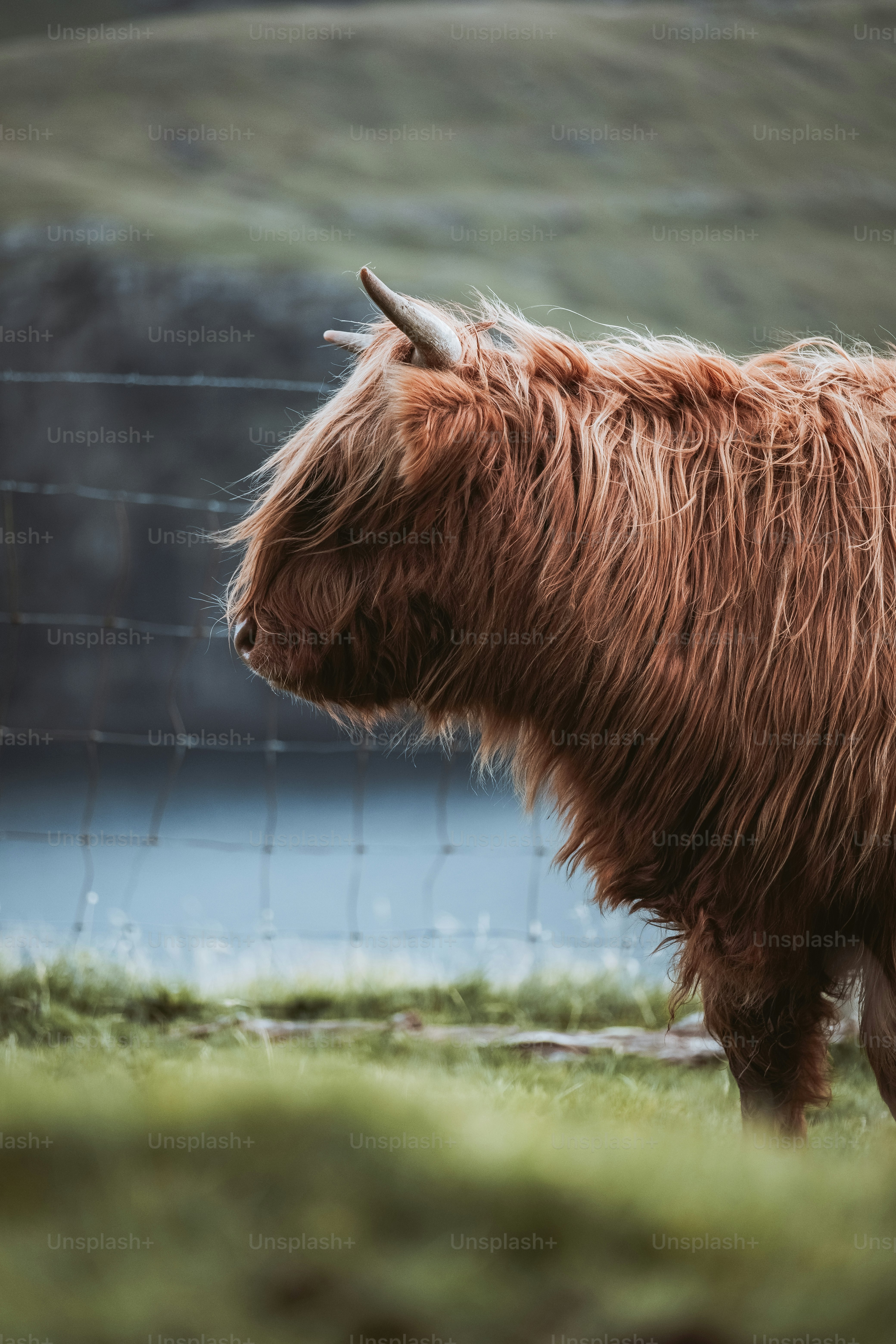 a brown hairy animal standing on top of a lush green field