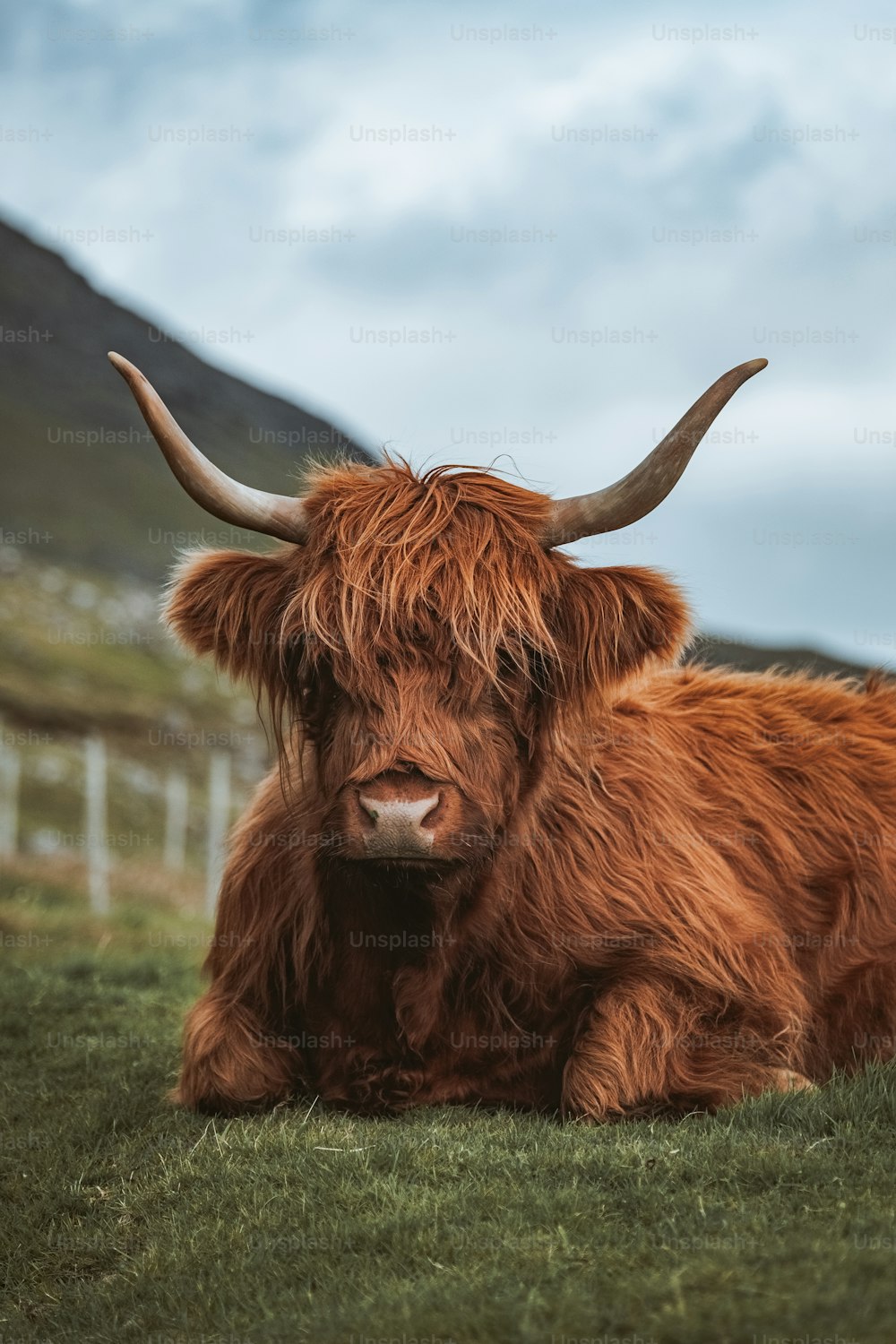 a brown cow with long horns laying in the grass