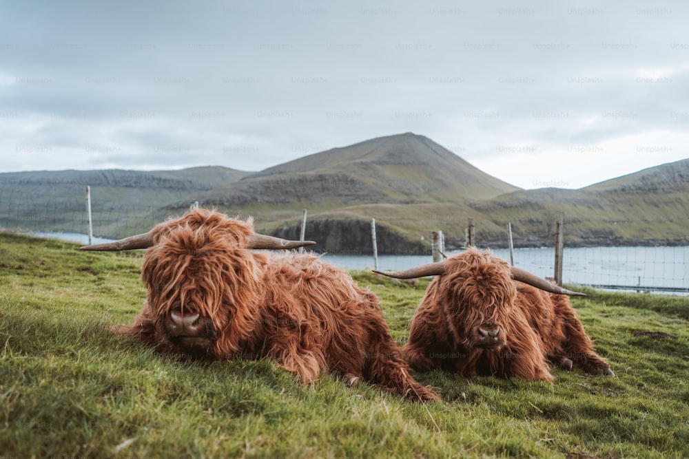 a couple of yaks laying on top of a lush green field