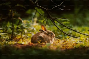 un coniglio seduto nell'erba sotto un albero