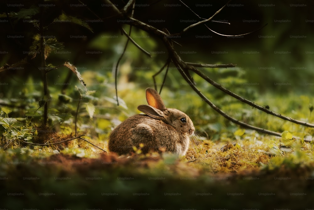 a rabbit sitting in the grass under a tree