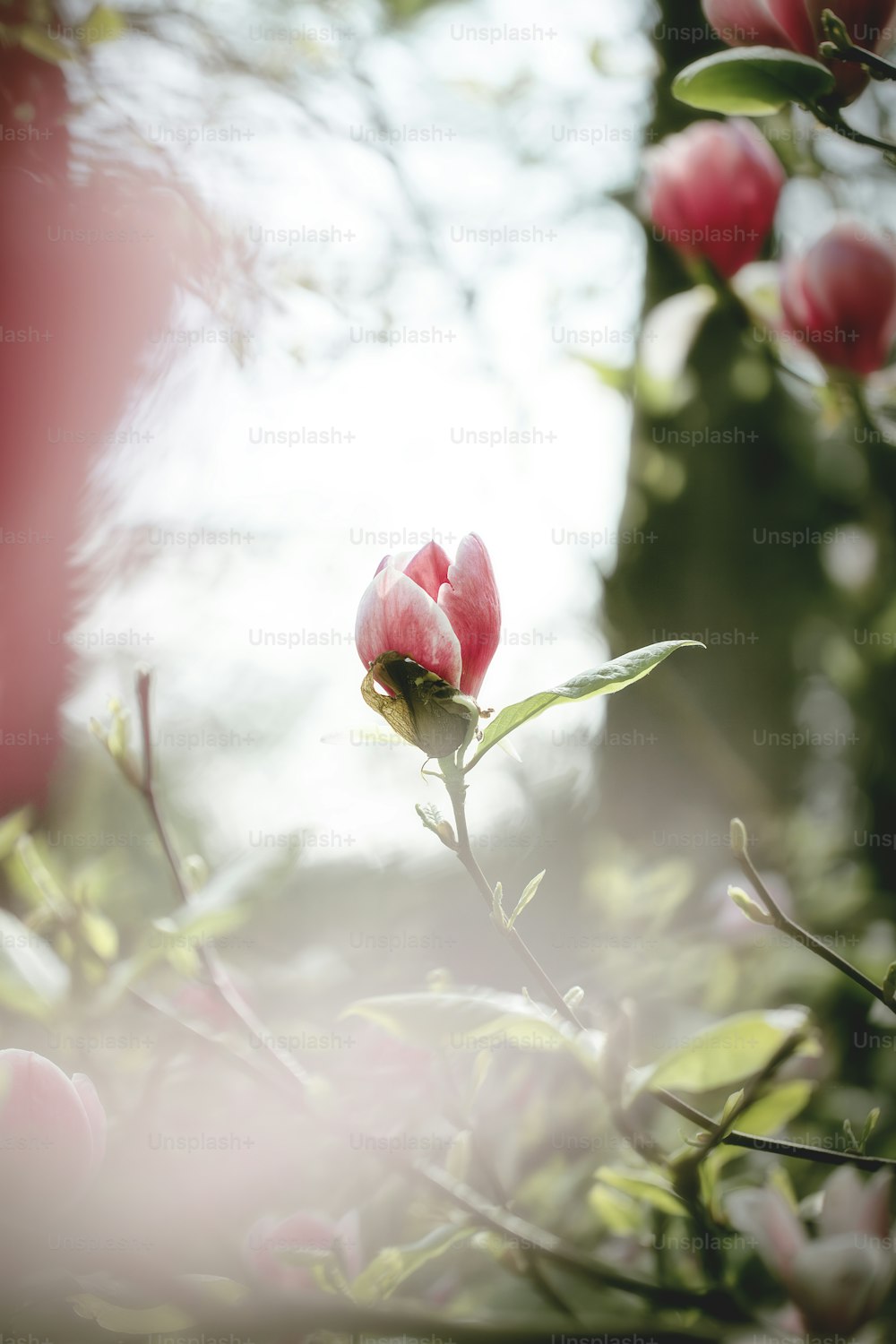 uma flor rosa está florescendo em um galho de árvore