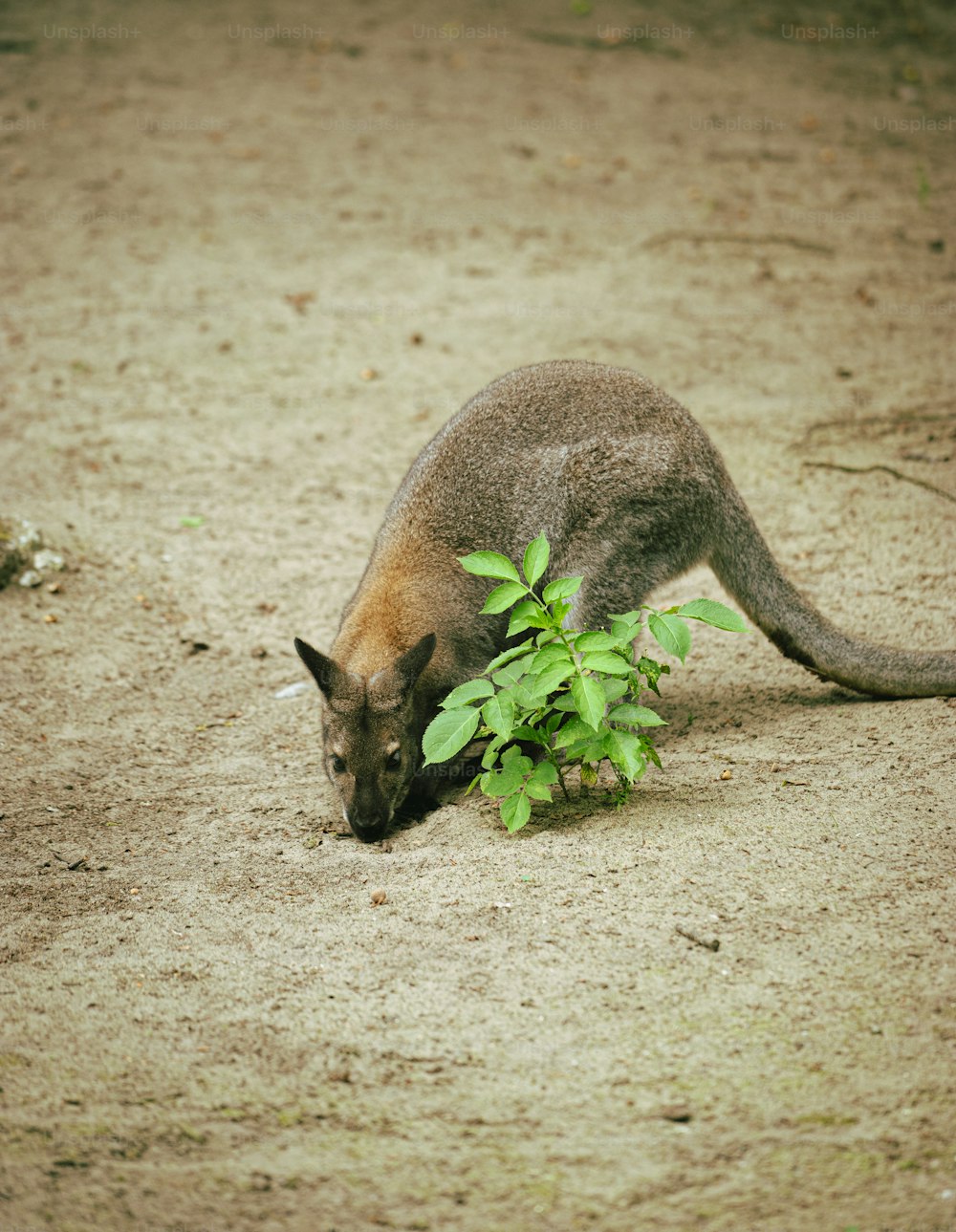a kangaroo eating a plant in the dirt