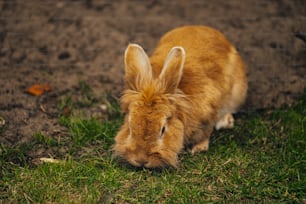 a small brown rabbit sitting on top of a lush green field