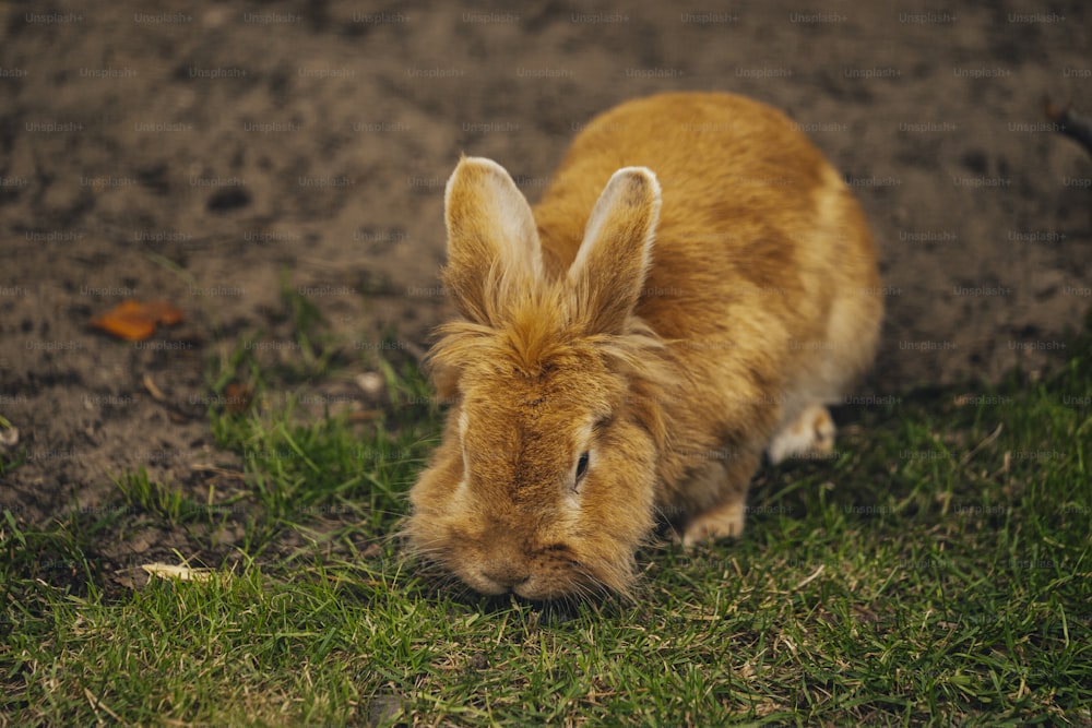 Un piccolo coniglio marrone seduto in cima a un campo verde lussureggiante