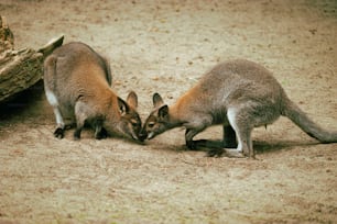 a couple of kangaroos that are next to each other