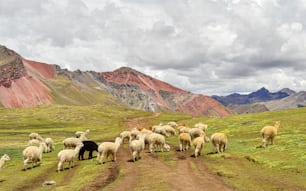 Un rebaño de ovejas de pie en la cima de una exuberante ladera verde