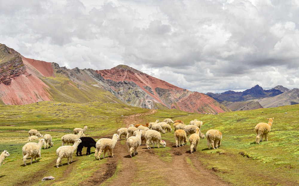 a herd of sheep standing on top of a lush green hillside