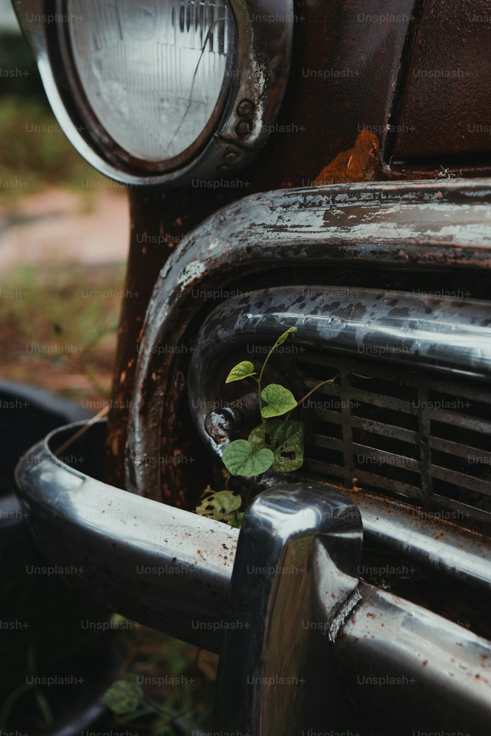 a plant growing out of the grill of an old car