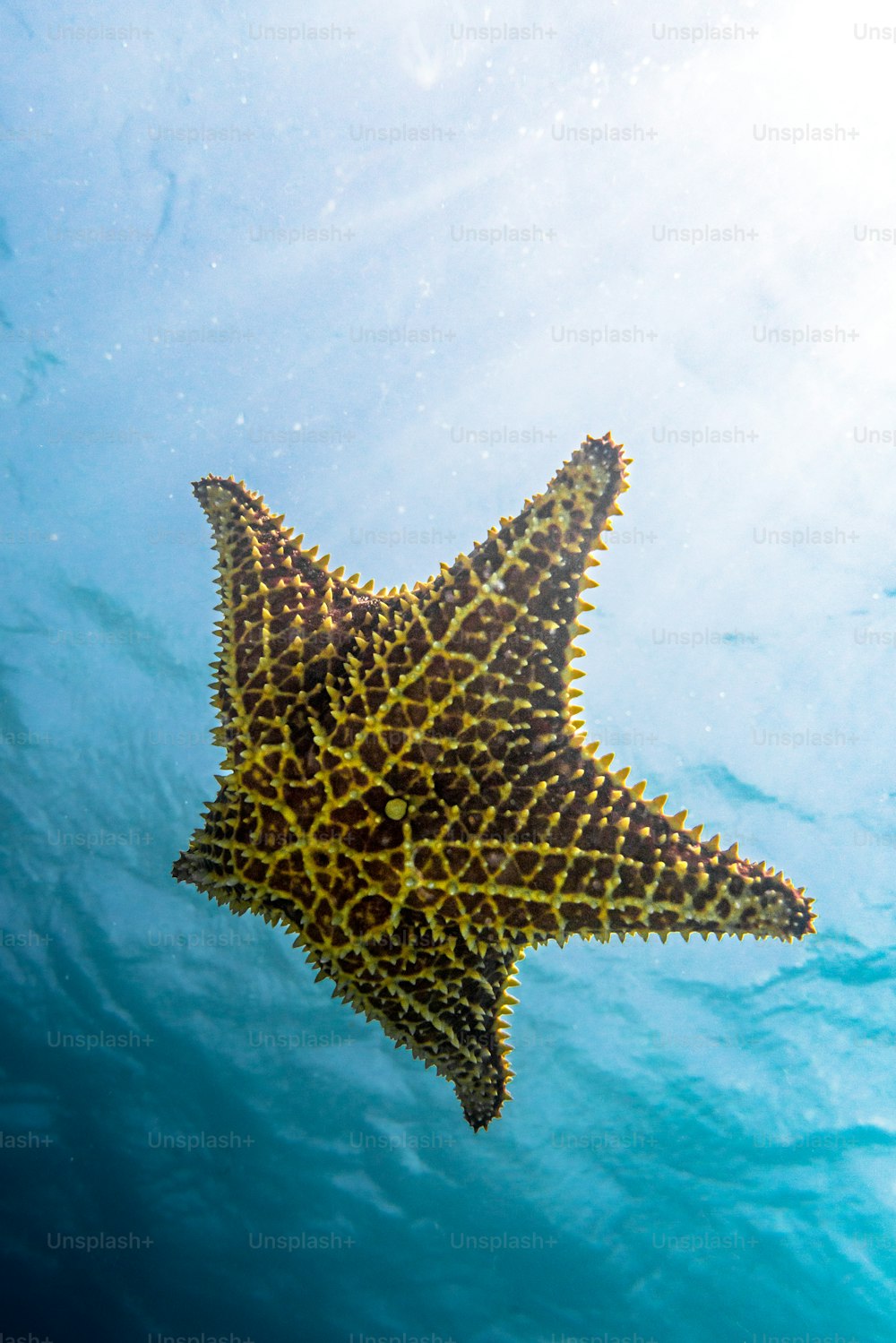 a starfish swims in the blue water