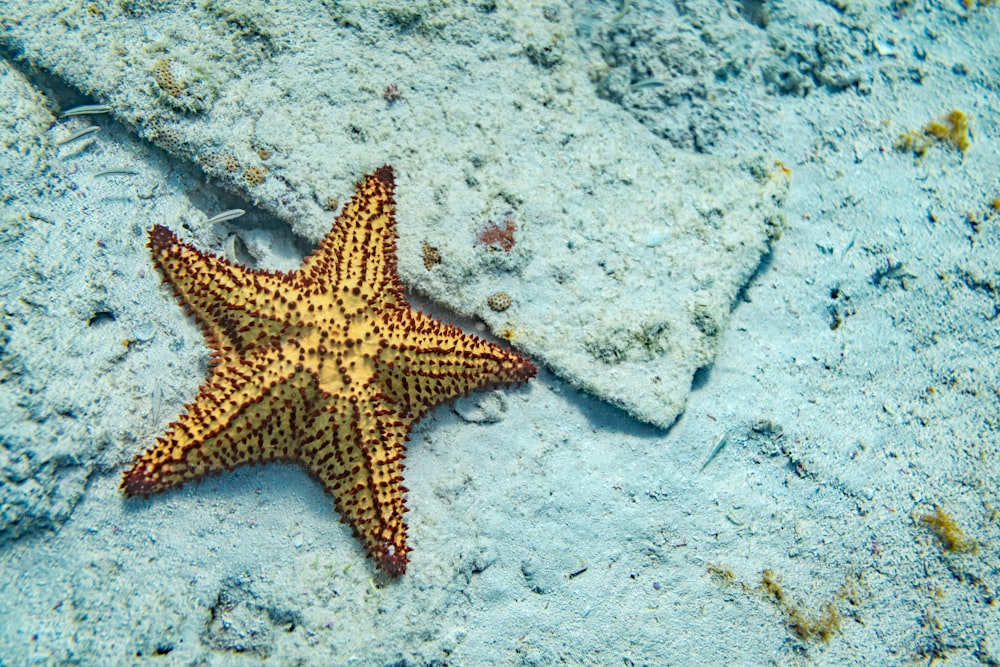 Una estrella de mar acostada en una playa de arena junto a una roca