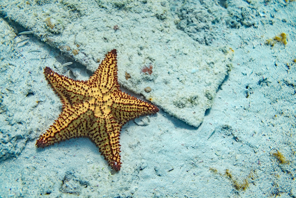 uma estrela do mar deitada em uma praia de areia ao lado de uma rocha