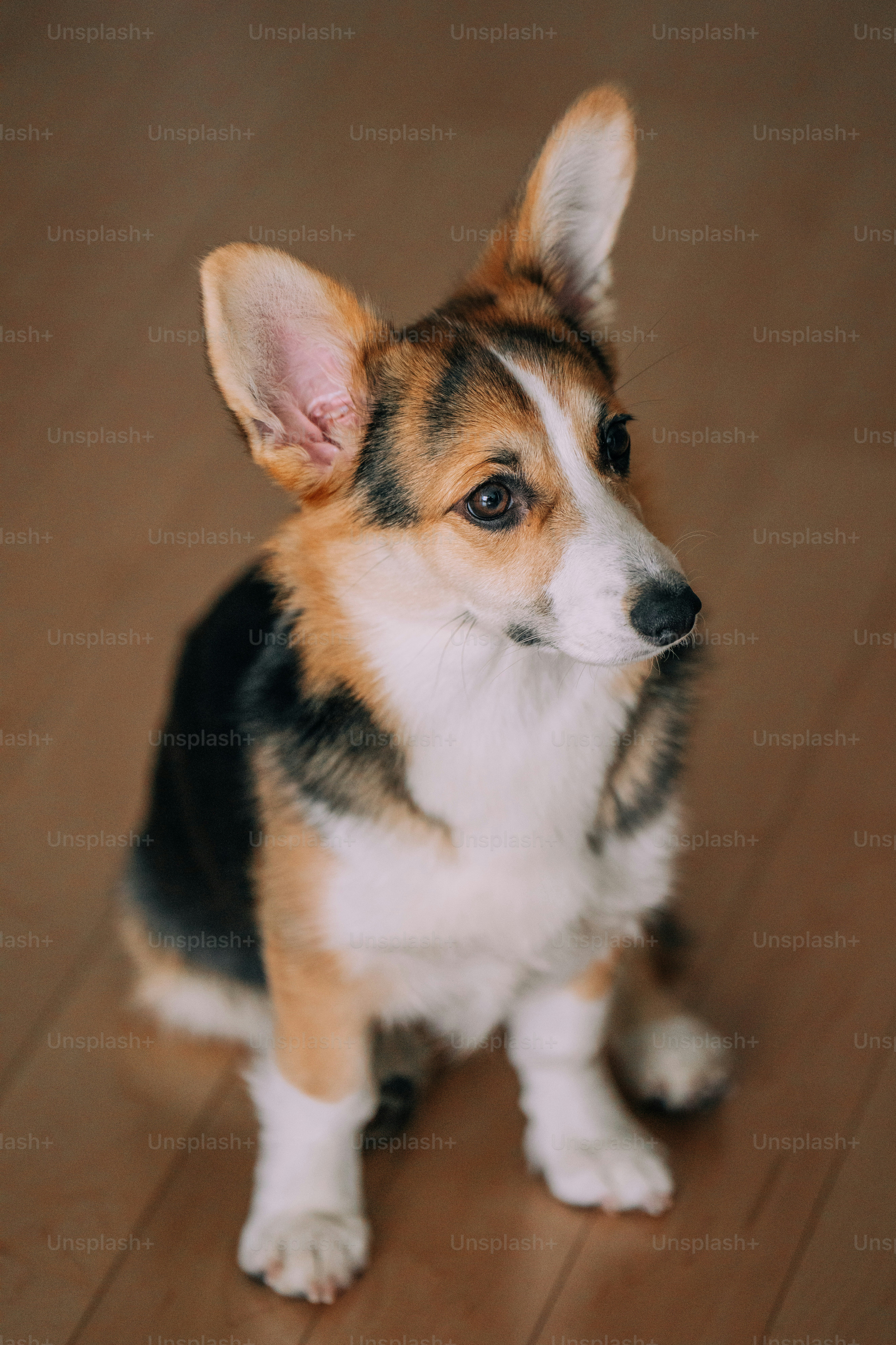 Un perro pequeño sentado encima de un piso de madera