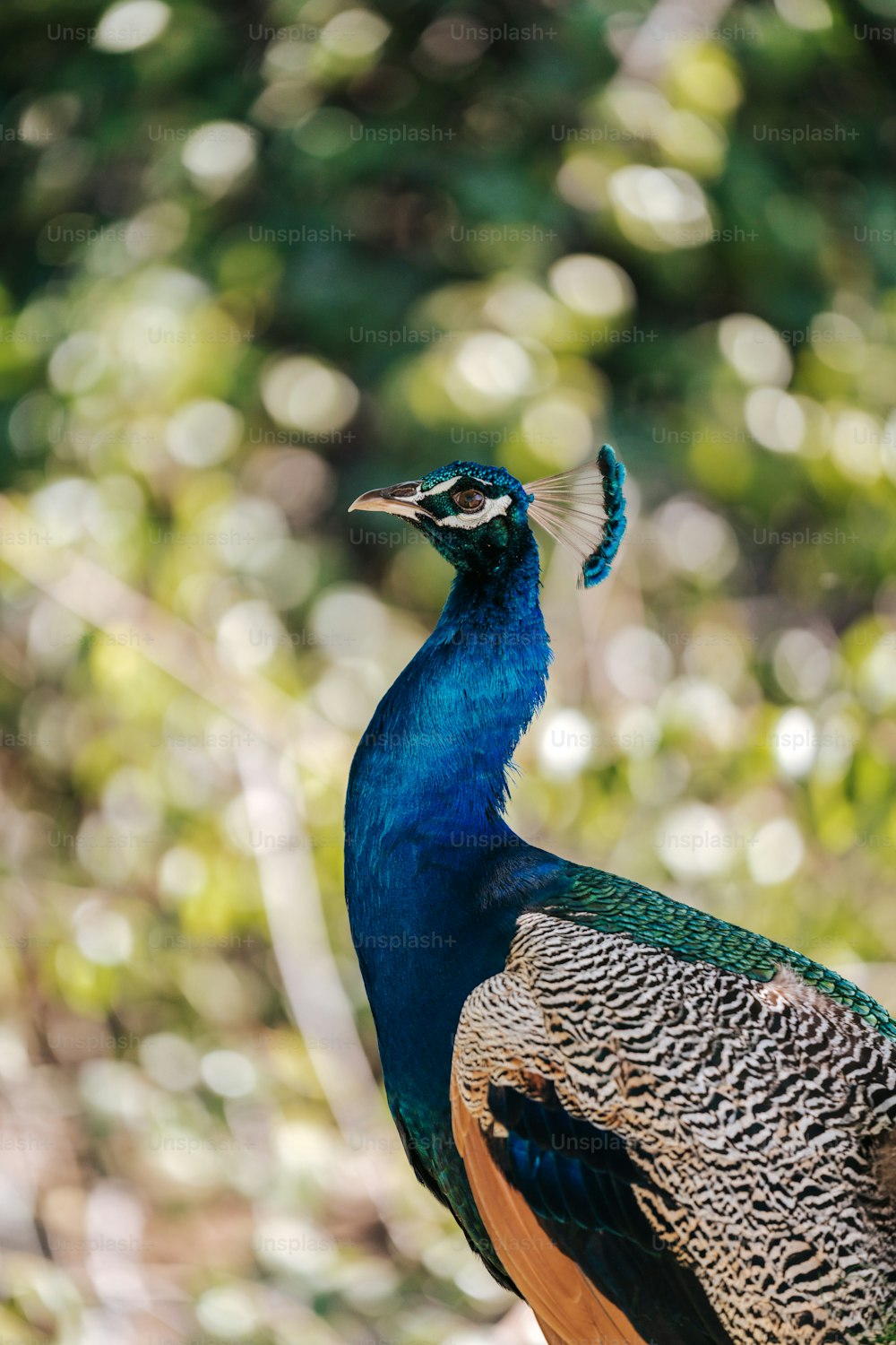 a peacock standing on top of a tree stump