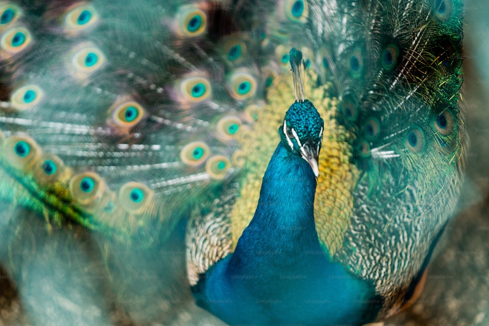 a close up of a peacock with its feathers spread out