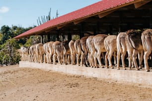 a herd of camel standing next to each other on a dirt field