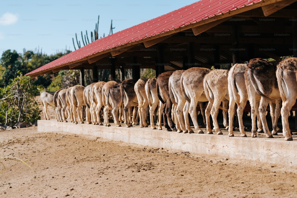 Un branco di cammelli in piedi uno accanto all'altro su un campo sterrato