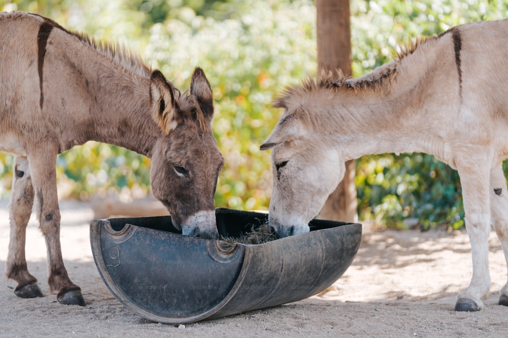 two donkeys are eating out of a bowl