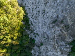 una vista de pájaro de árboles y rocas