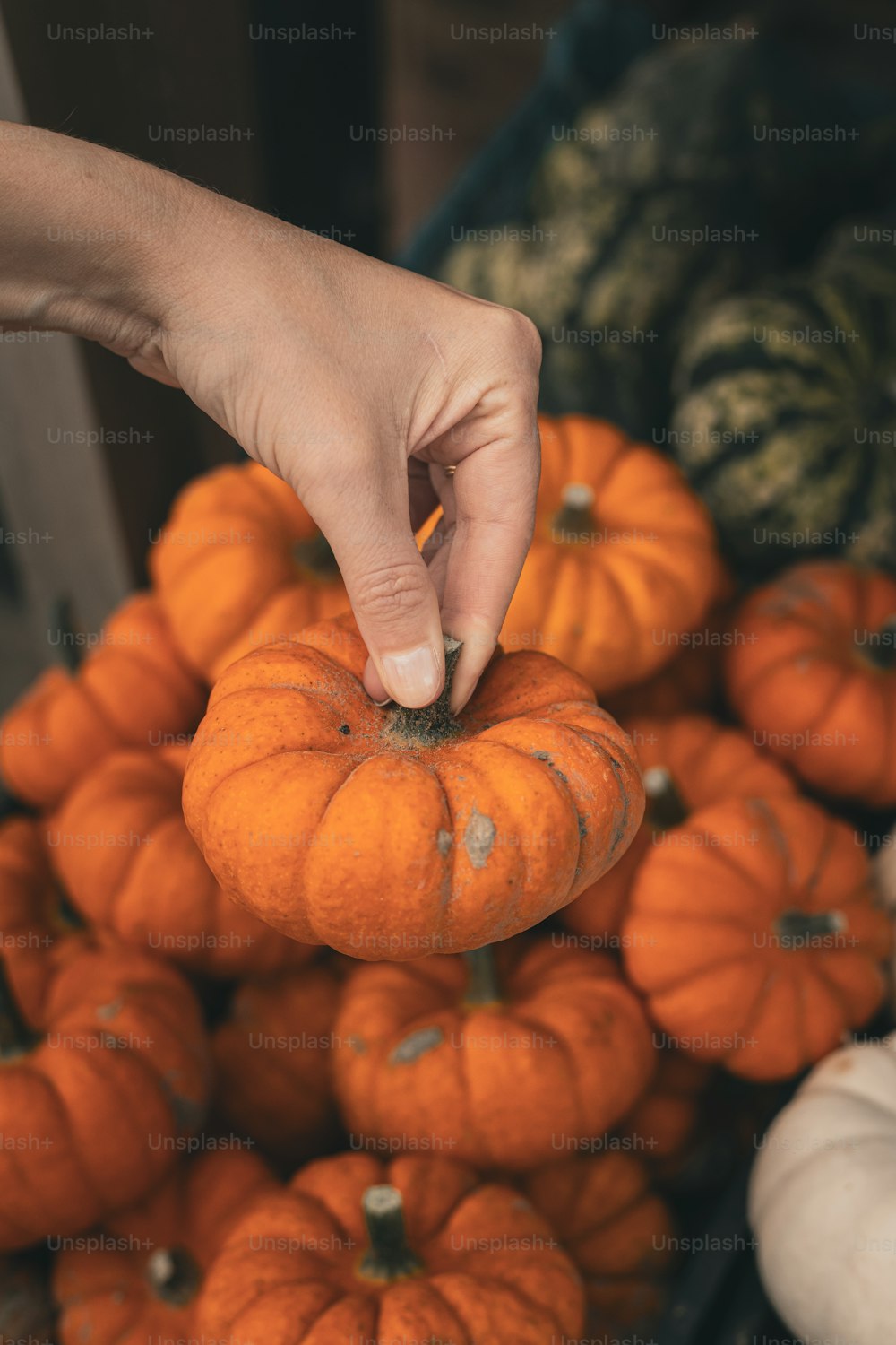 a hand picking a pumpkin from a pile of pumpkins