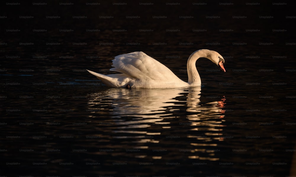 Un cisne blanco flotando sobre un cuerpo de agua