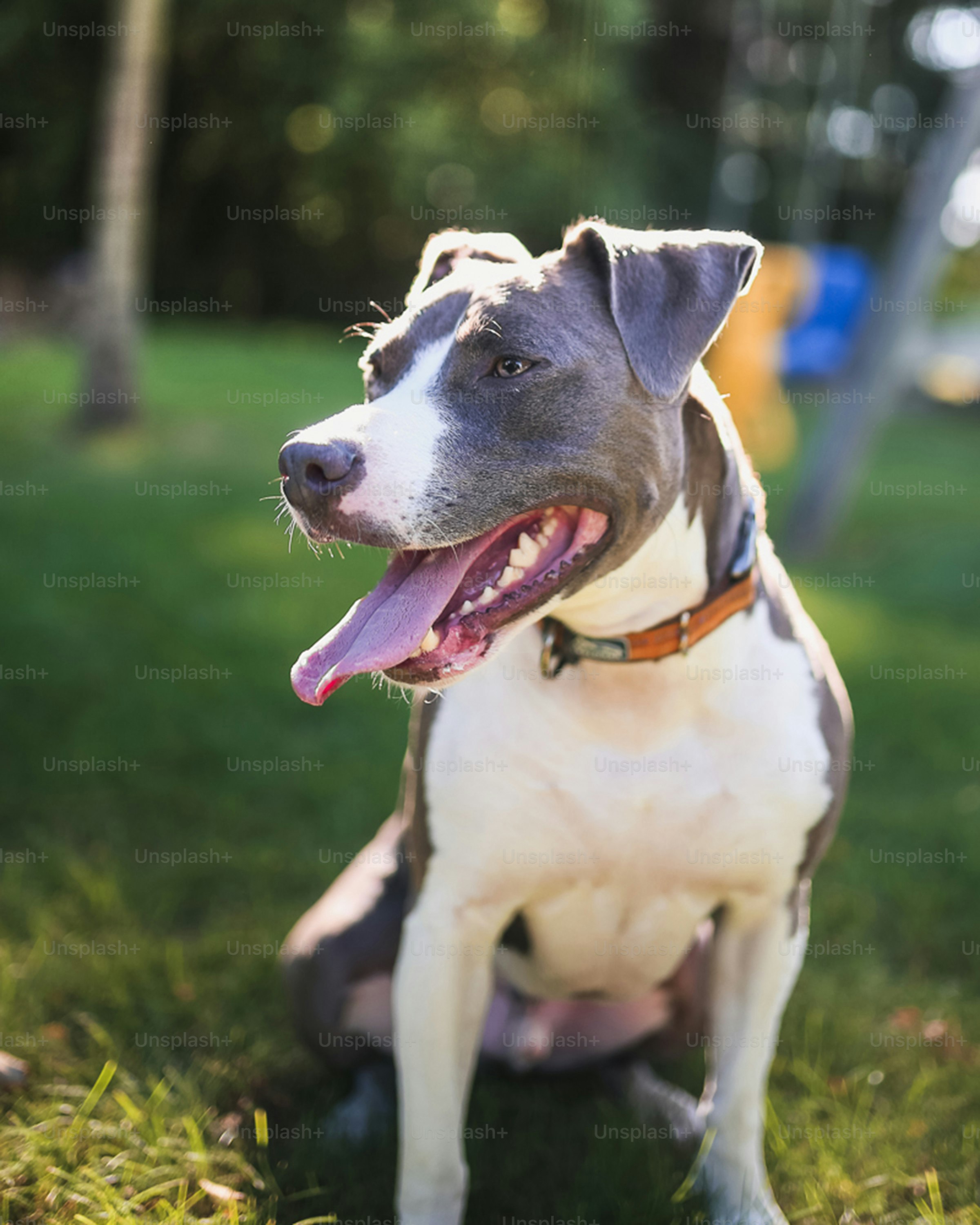 Un perro gris y blanco sentado en la hierba