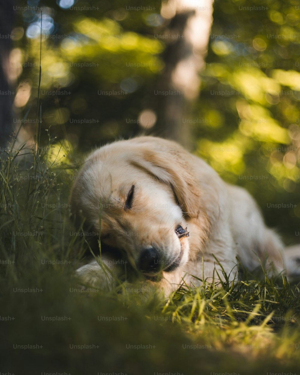 a dog that is laying down in the grass