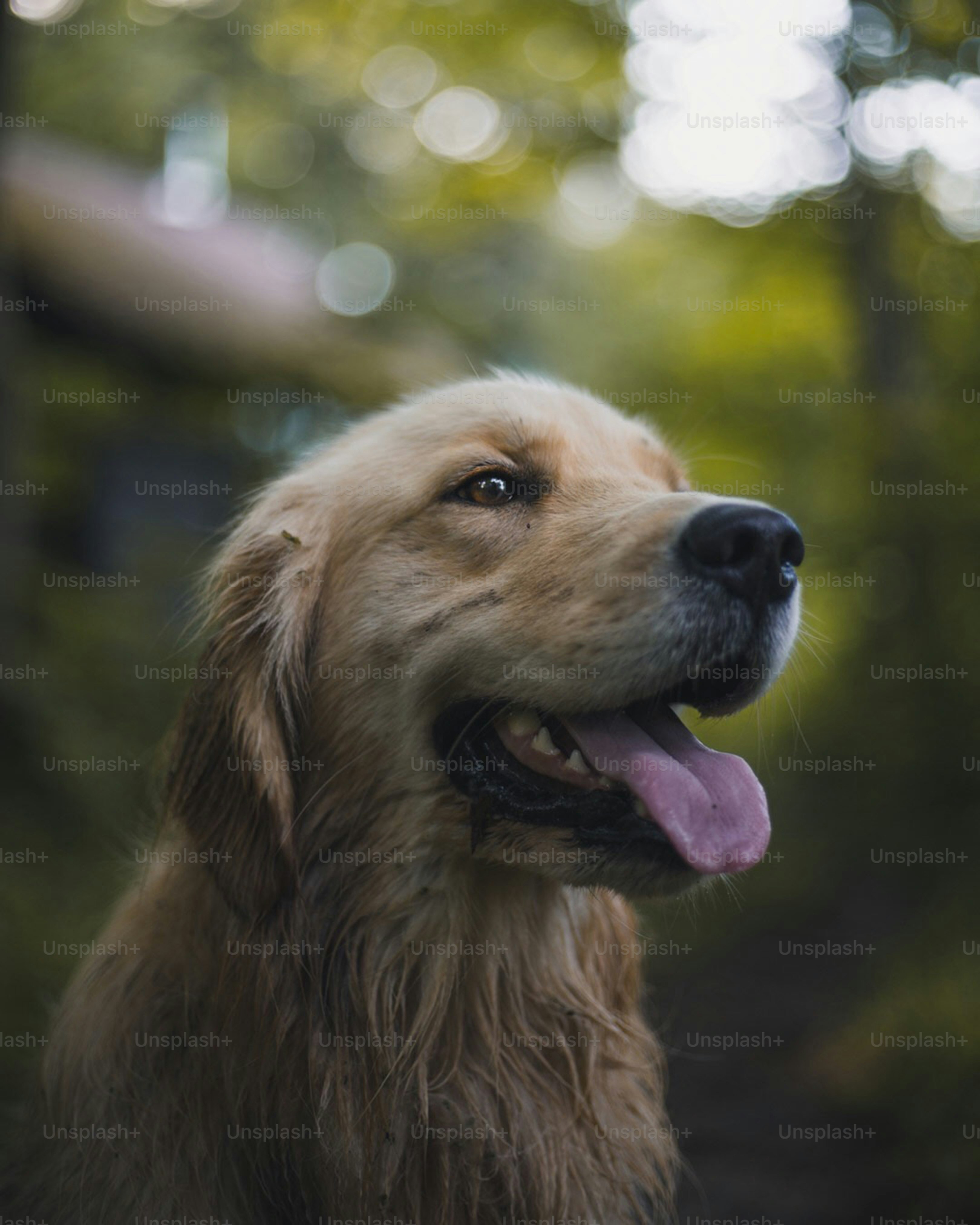 Man's best friend is something to behold in all forms: gorgeous Golden Retrievers, tiny yapping chihuahuas, fearsome pitbulls. Unsplash's community of incredible photographers has helped us curate an amazing selection of dog images that you can access and use free of charge.