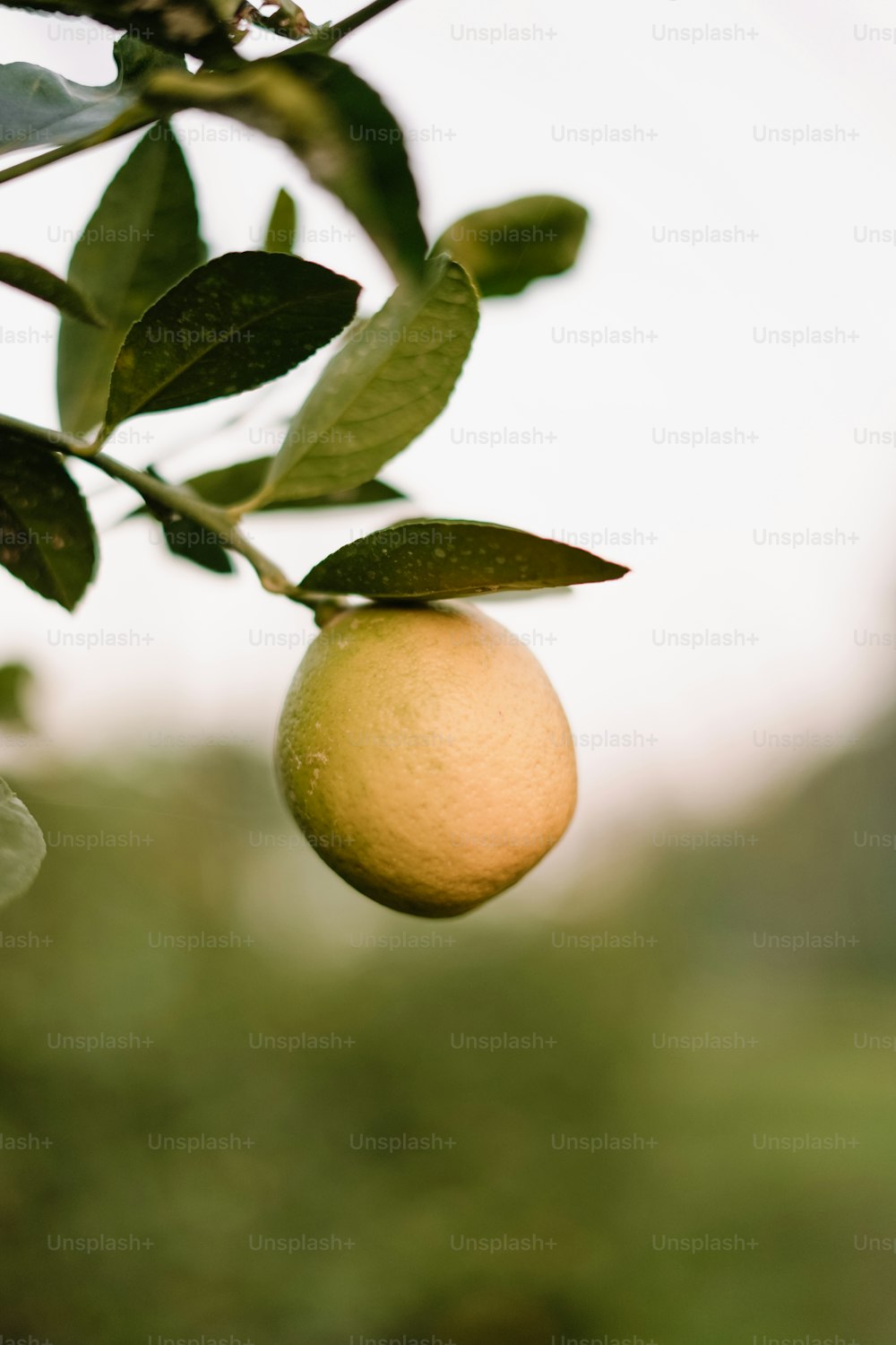 an orange hanging from a tree with leaves