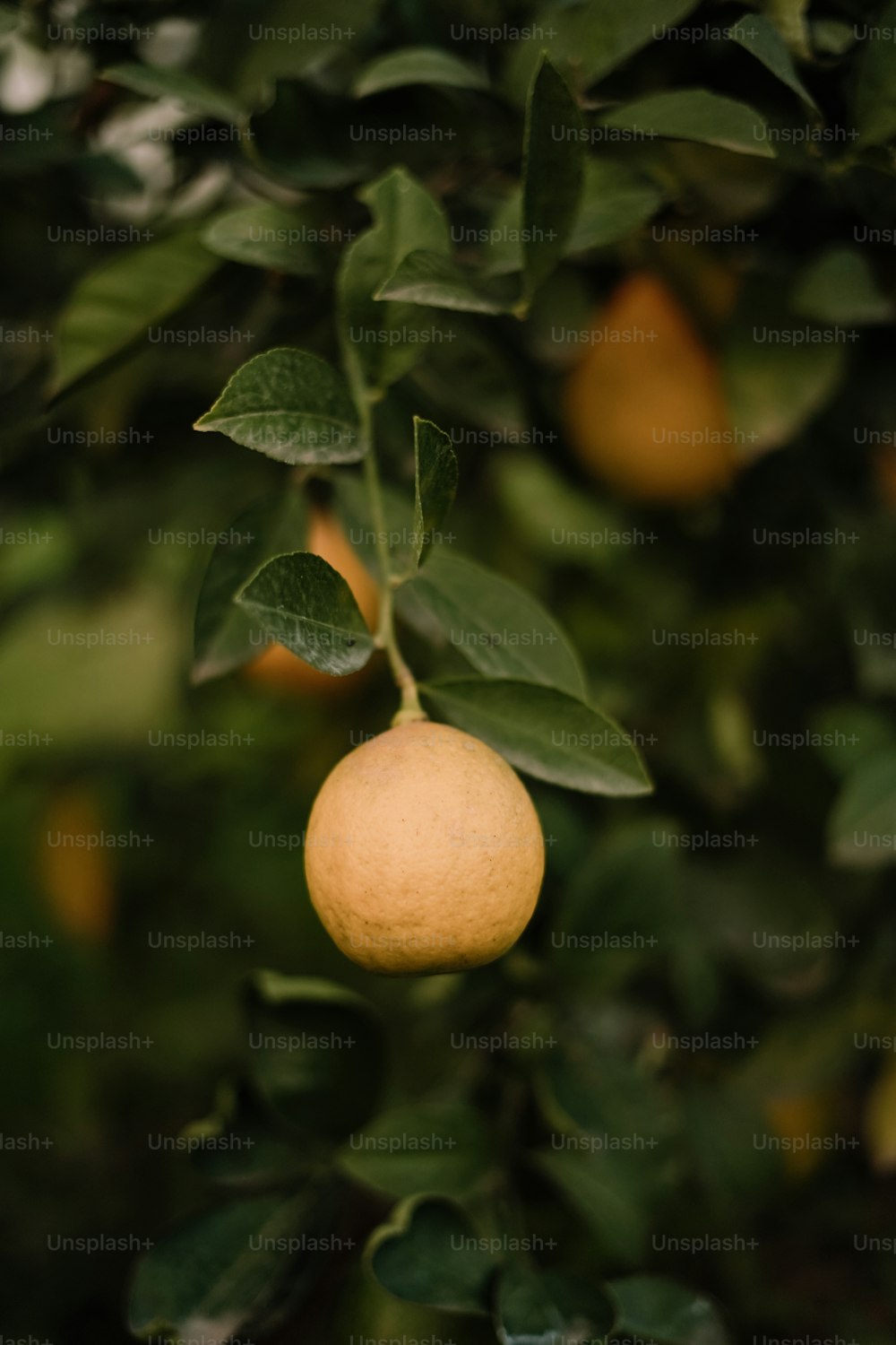 a close up of an orange on a tree