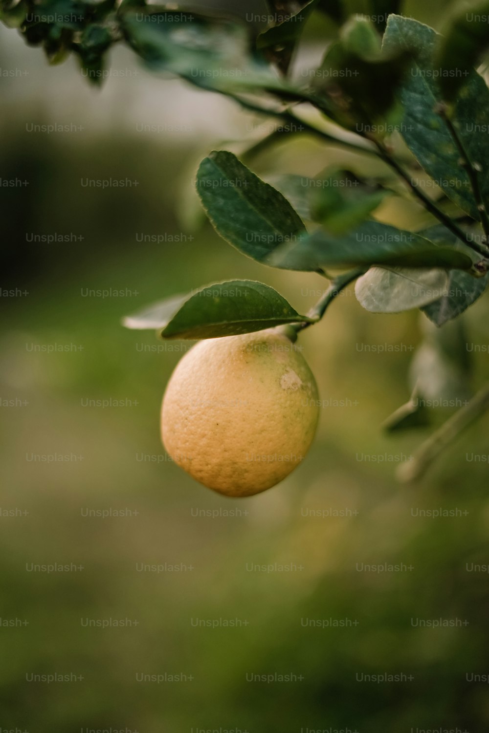 eine Orange, die mit Blättern an einem Baum hängt