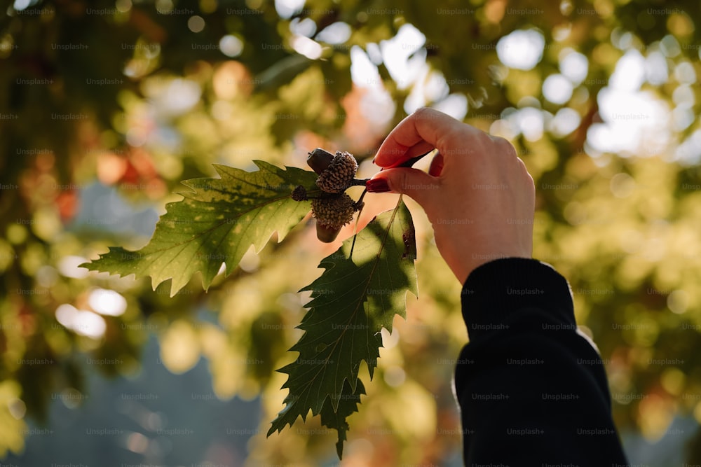 a person holding a green leaf in front of a tree