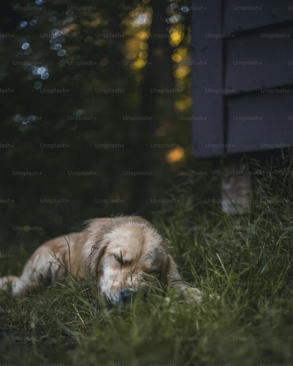 a dog that is laying down in the grass