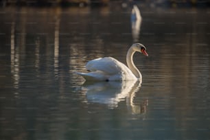 Ein weißer Schwan schwimmt im Wasser