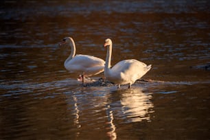 a couple of white birds standing on top of a body of water