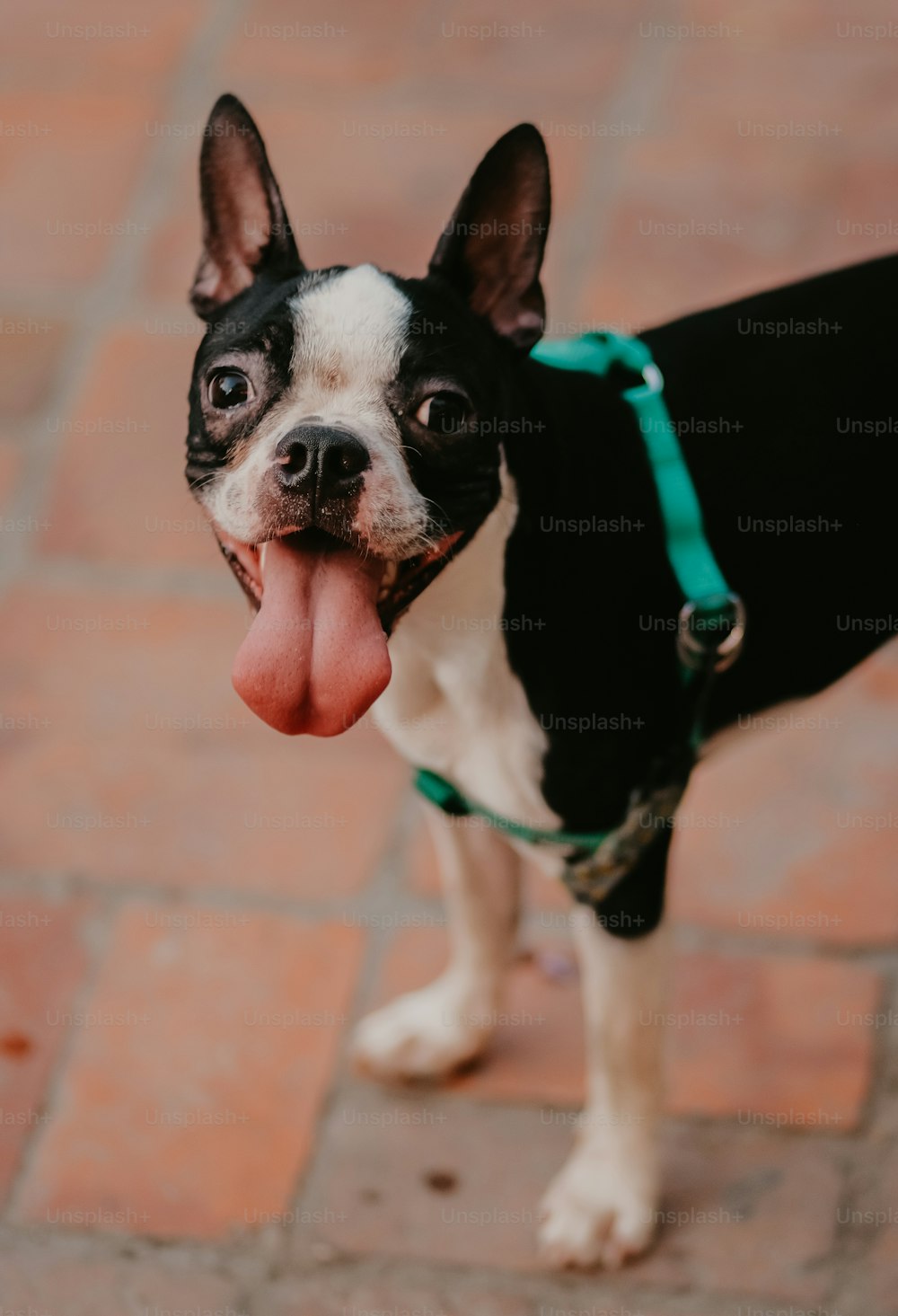 a small black and white dog with its tongue out