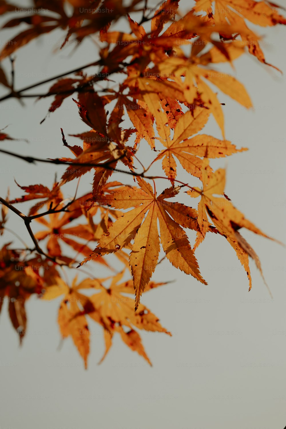 a tree branch with yellow leaves against a gray sky