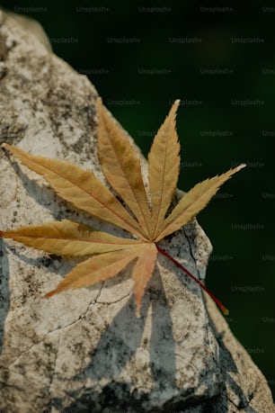 a single leaf is laying on a rock