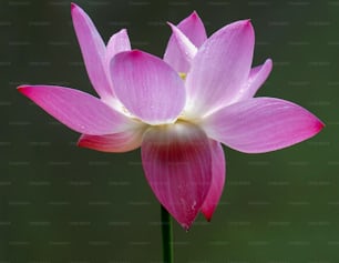 Un primer plano de una flor rosada con gotas de agua